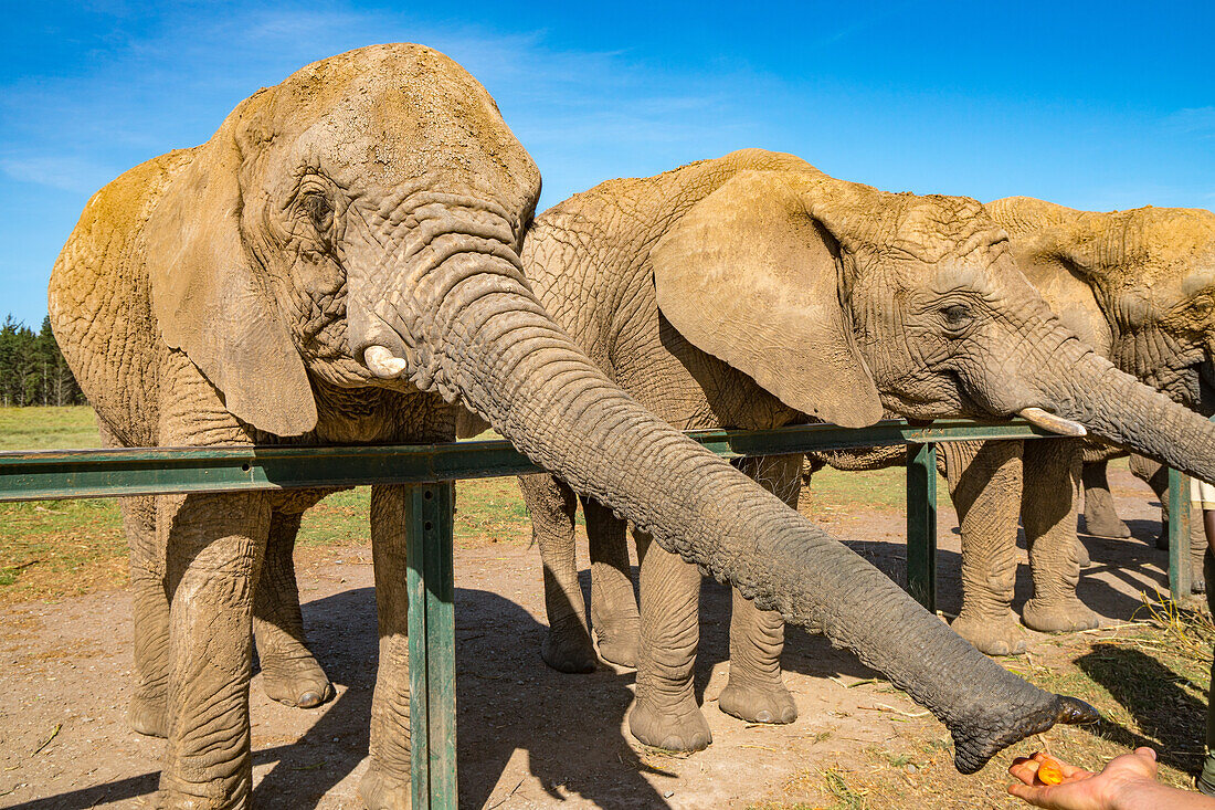 Elefanten, die im Kynsna Elefantenpark, Knysna, Westkap, Südafrika, Afrika füttern