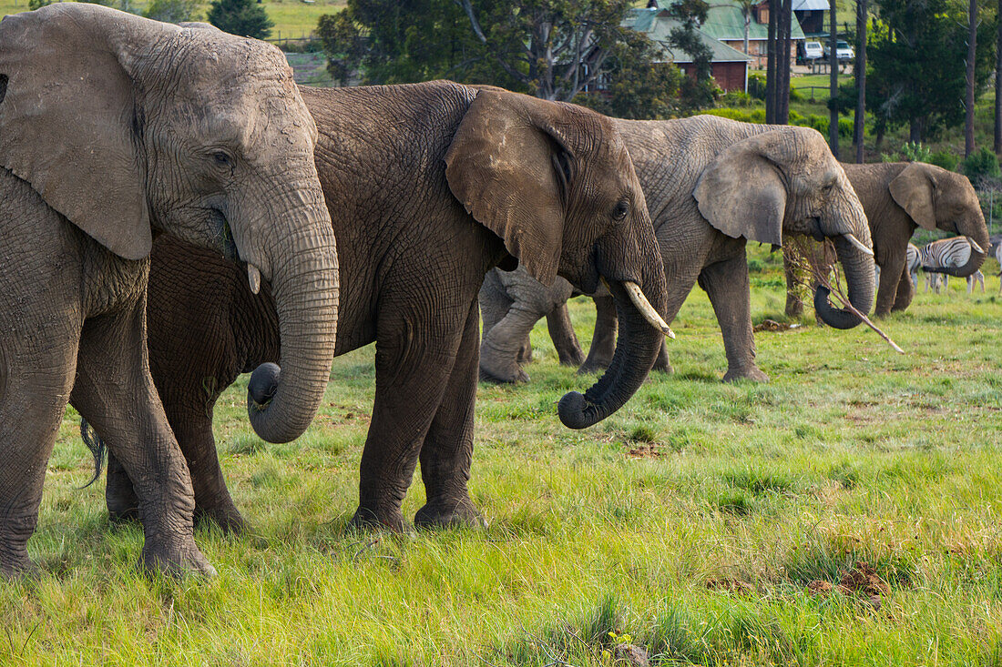 Aufstellung von vier Elefanten, Kynsna Elefantenpark, Knysna, Westkap, Südafrika, Afrika