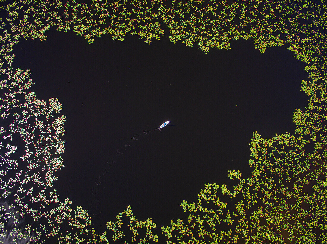 Aerial view of paddleboarder in the middle of lilly pads on an alpine lake in Colorado