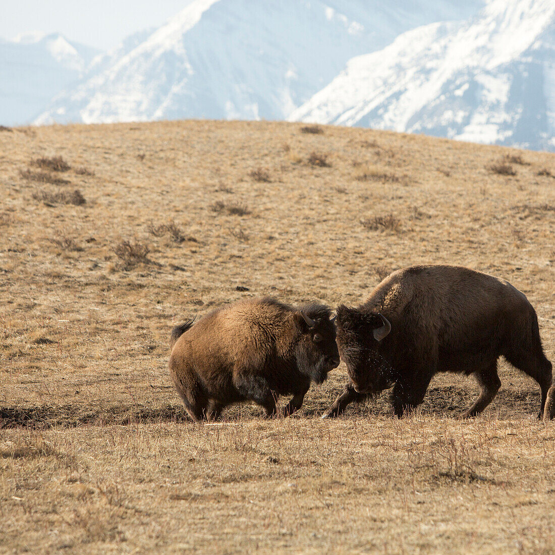 Amerikanischer Bison (Büffel) im Sparringverhalten