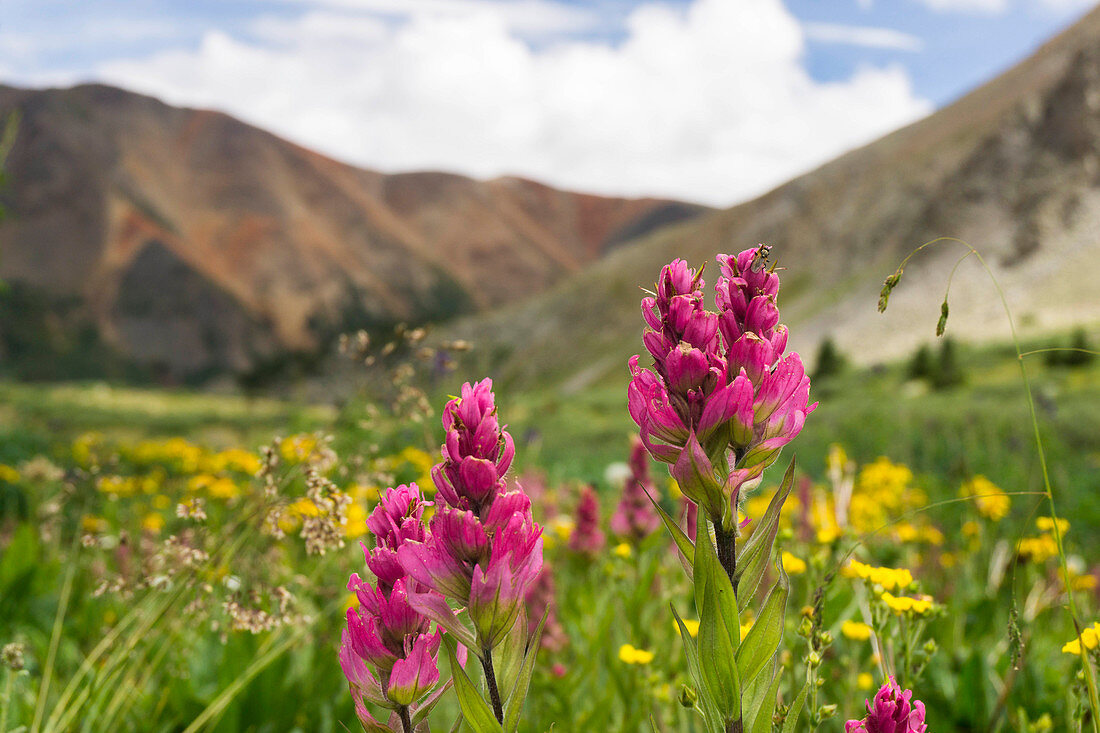 Colorado wildflowers in the backcountry during the summer