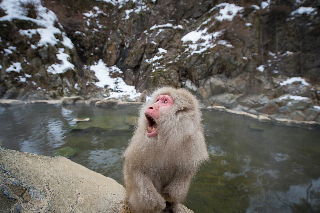 Snow monkeys in an onsen at the snow monkey park in Nagano Japan