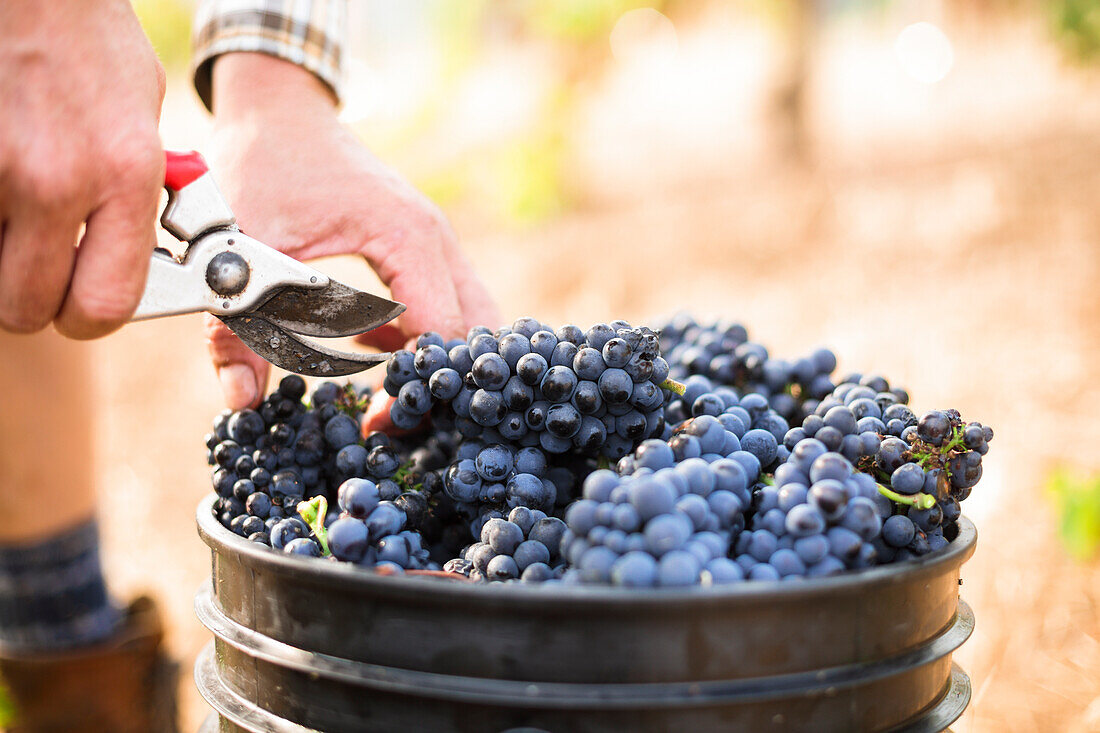 Harvest at vineyard in Santa Cruz Mountains