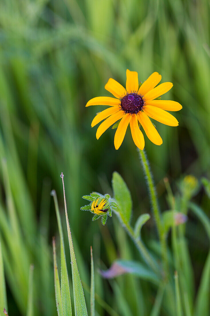 Close-up von gelben Blackeyed Susan Blume wächst auf einem Feld