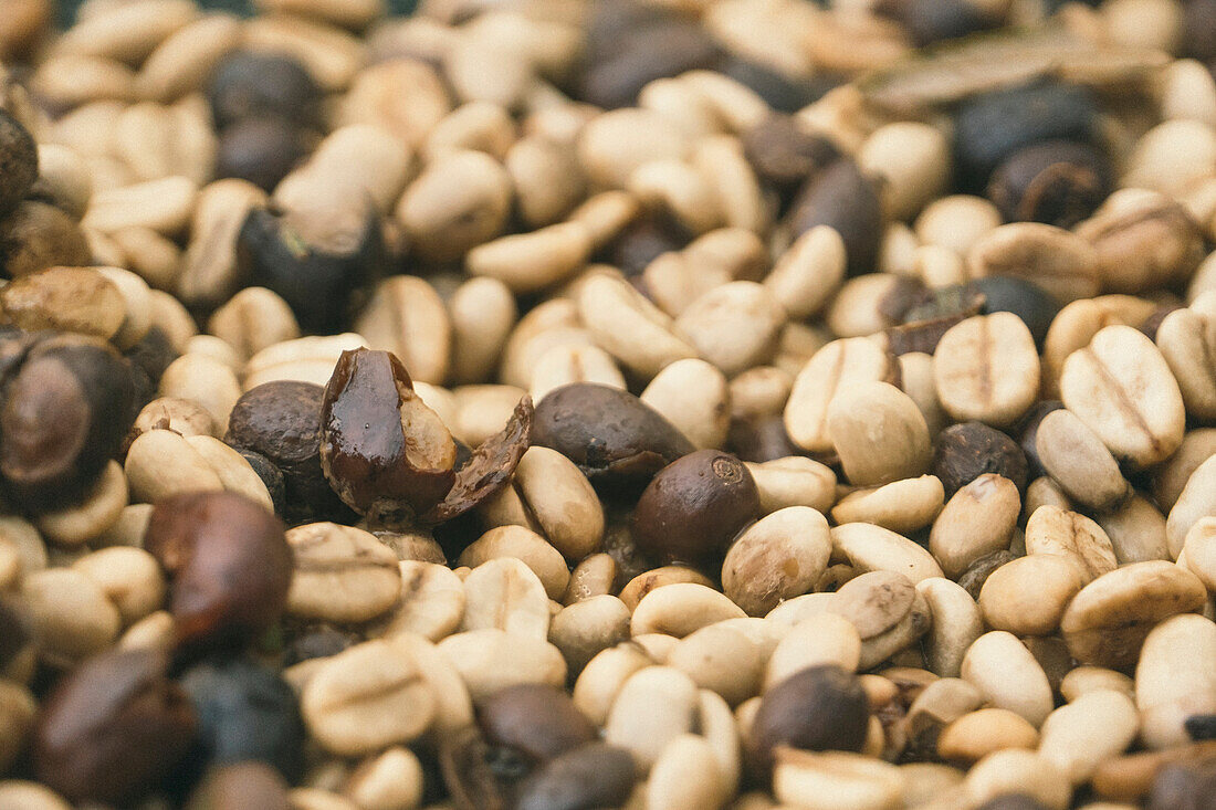 Coffee beans set out to dry on the slopes of the PoÃ¡s Volcano in Costa Rica