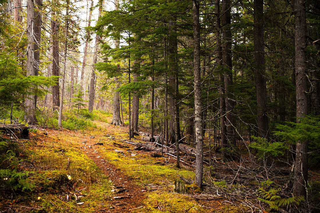 Ein Weg führt durch den Wald des Gletscher-Nationalparks, Montana. Vereinigte Staaten.