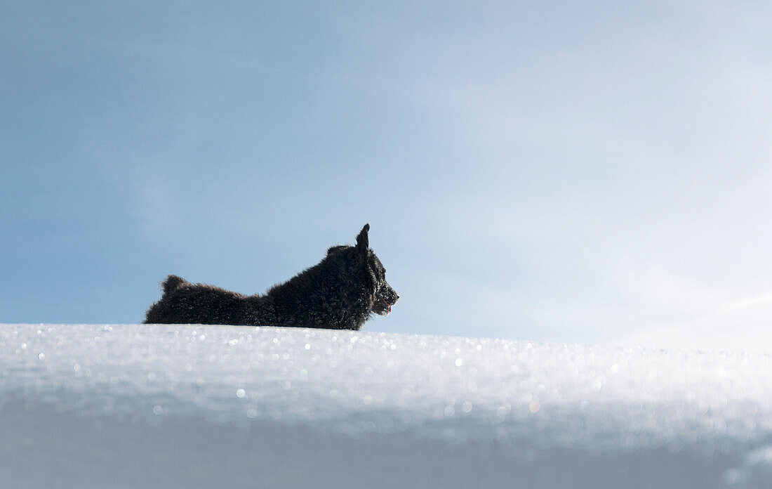 Ungarischer Schafhund stehend im Schnee