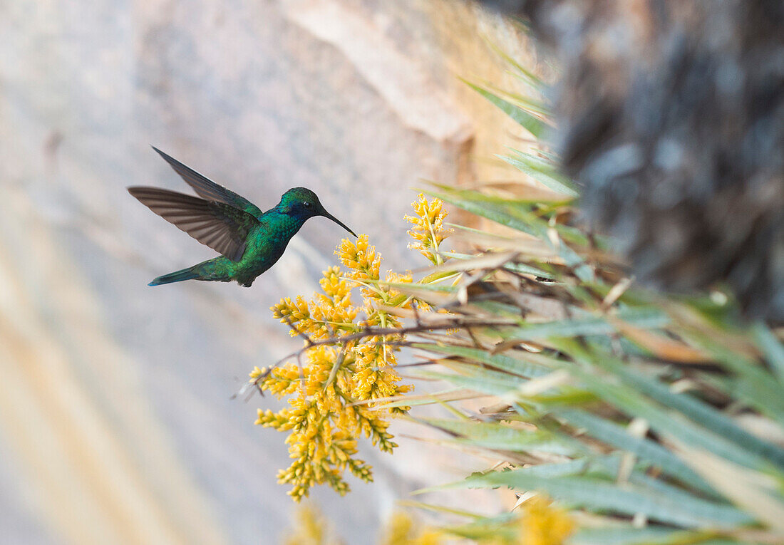 Hummingbird Feeding On Flower, Bolivar State, Venezuela