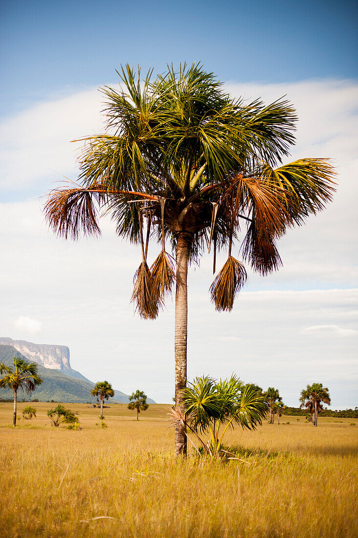 Palm Tree Near The Tepuy, Bolivar State, Venezuela