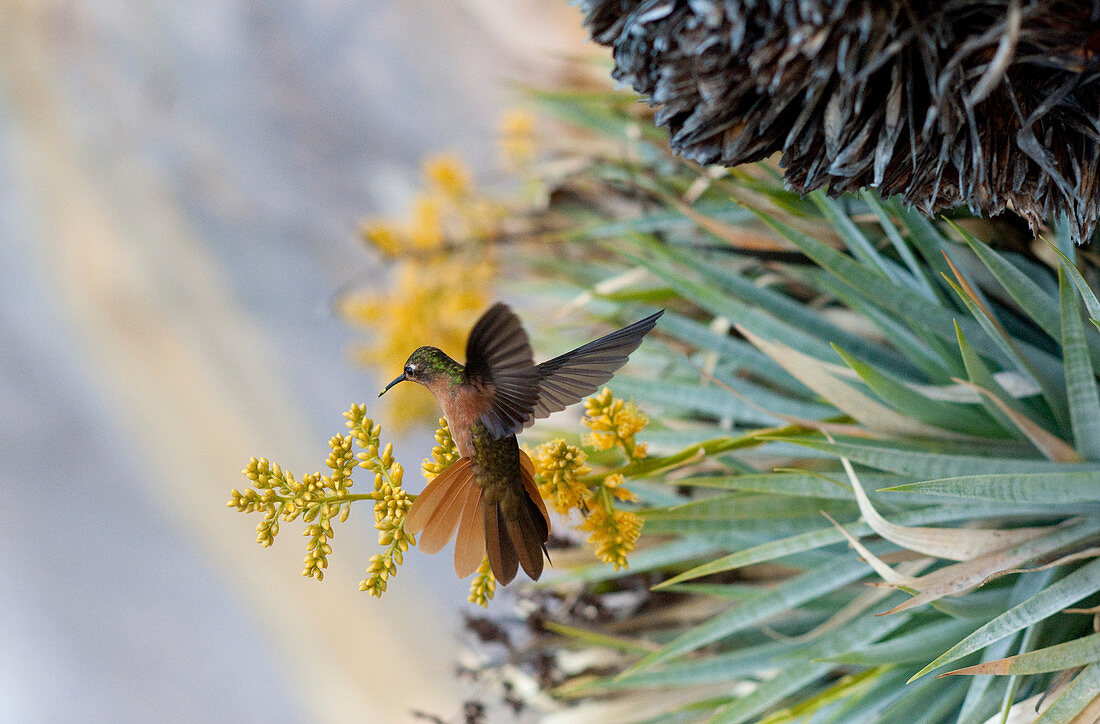 Nahaufnahme eines Kolibris, Bolivar Staat, Venezuela