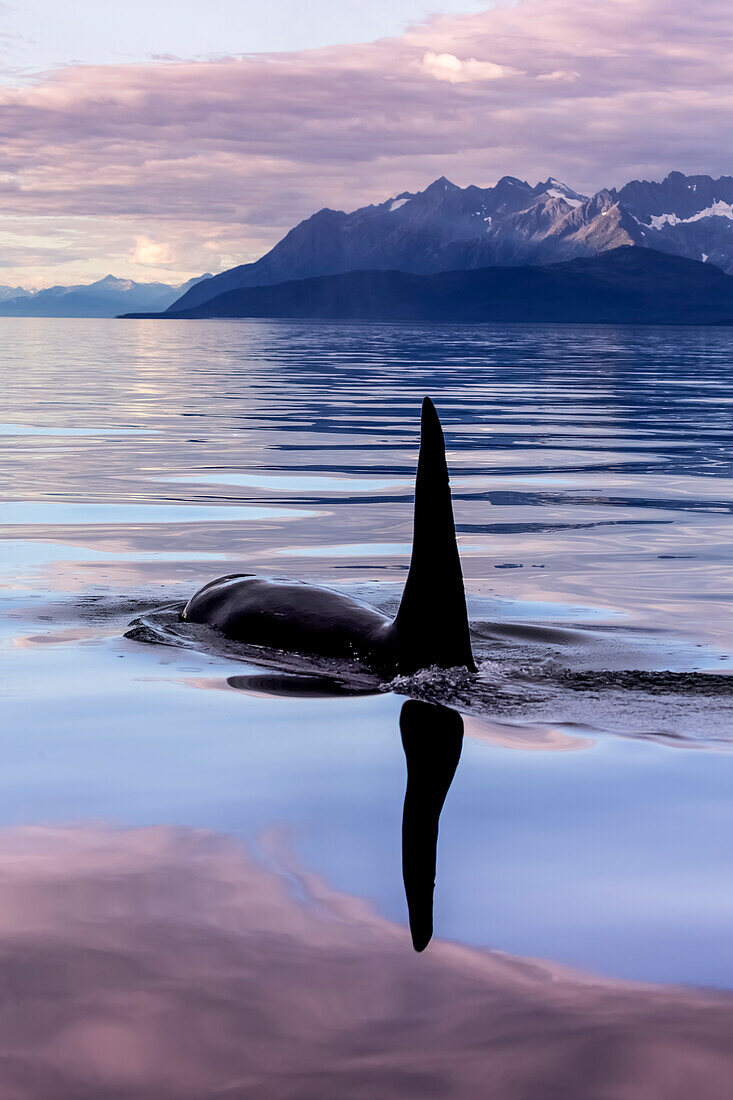 'An Orca Whale (Killer Whale) (Orcinus orca) surfaces near Juneau in Lynn Canal, Inside Passage; Alaska, United States of America'