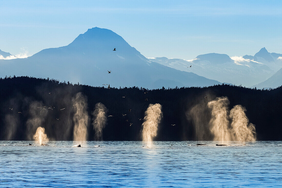 Buckelwal-Pod-Oberflächen in der Nähe von Shelter Island, Inside Passage, Südost-Alaska, USA