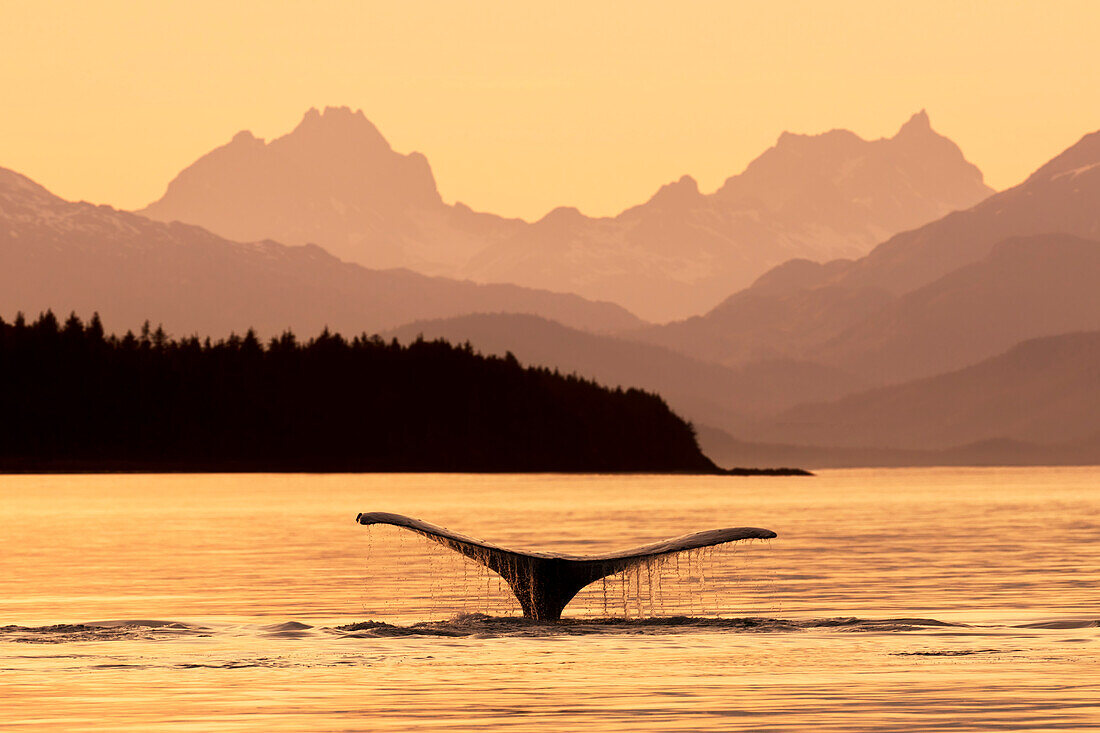 Humpback whale fluke silhouetted at sunset in the waters of the Inside Passage, Southeast Alaska, USA