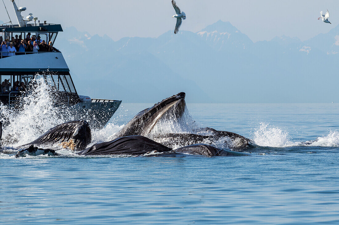 Tourists look on as they watch a pod of Humpback whales bubble-net feed near Shelter Island, Southeast Alaska, USA