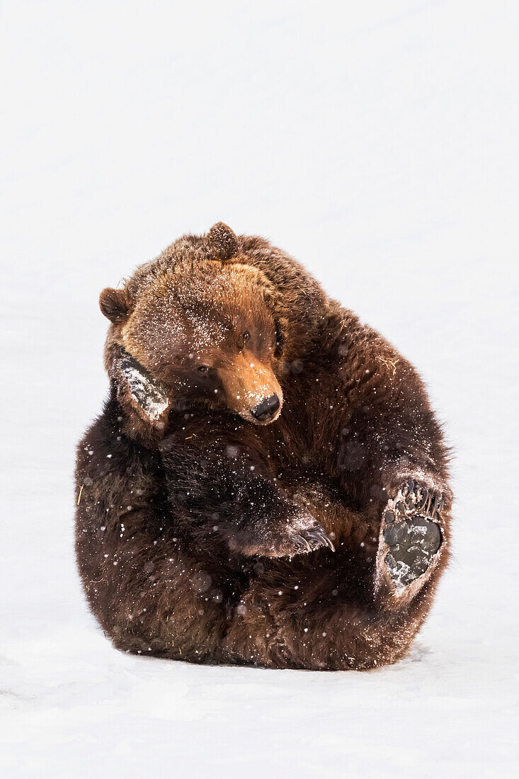 'Grizzlybär (ursus arctos horribilis) im Alaska Wildlife Conservation Center; Portage, Alaska, Vereinigte Staaten von Amerika'