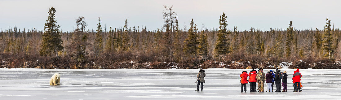 A group of wildlife viewers looking at a polar bear sitting on the ice, Dymond Lake, Manitoba, Canada