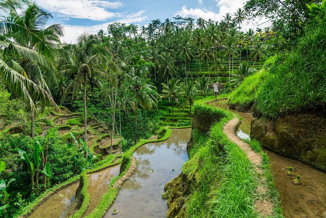 'Tegallalang rice terraces near to Ubud; Tegallalang, Bali Island, Indonesia'