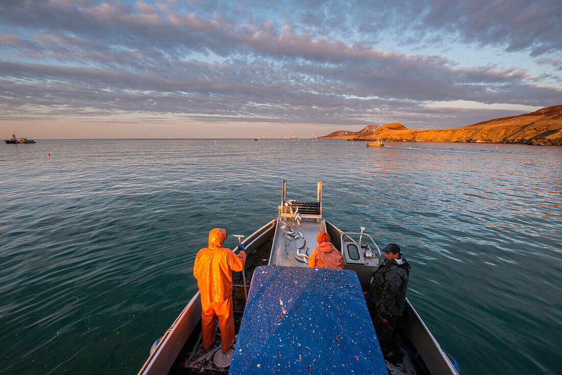 A commercial fishing crew and skipper haul in a load of herring in the morning in Kulukak Bay in the Bristol Bay region of Alaska, Southwest Alaska, USA