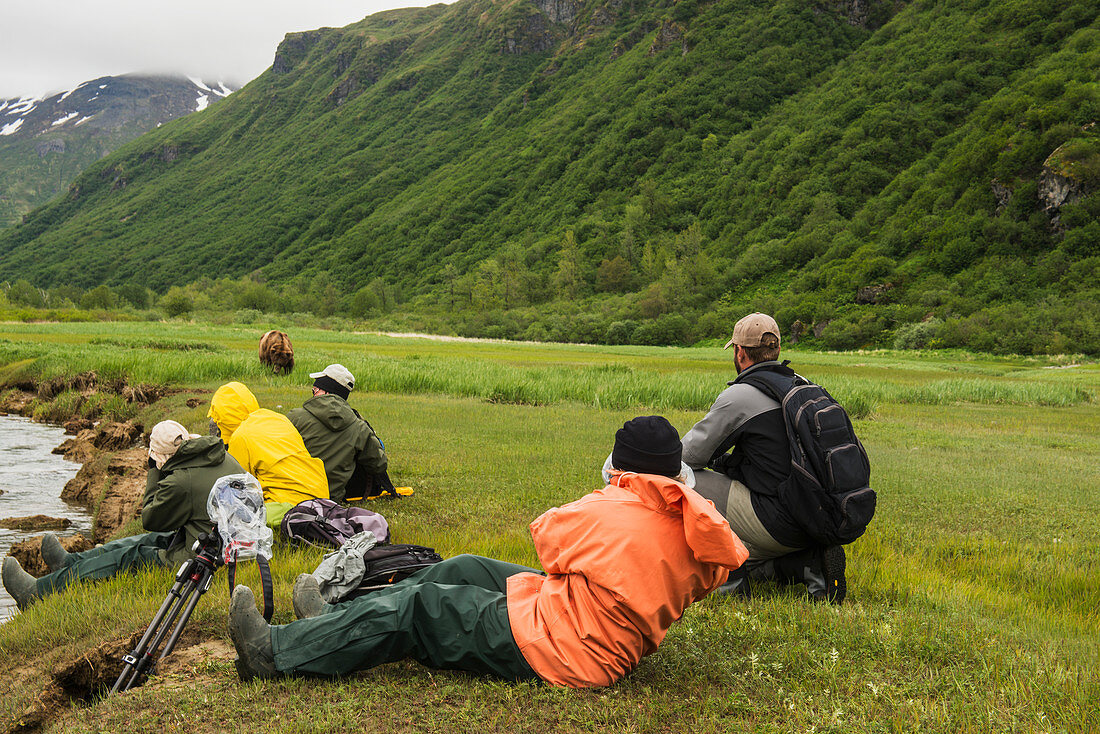 Die Besucher beobachten einen weidenden männlichen Grizzlybären in der Kukak-Bucht, Katmai Nationalpark & ??Preserve, Südwesten Alaskas, USA