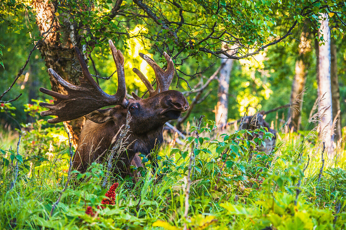 Ein Stier Elch in Samt in Kincaid Park im Sommer, Anchorage, South Central Alaska, USA