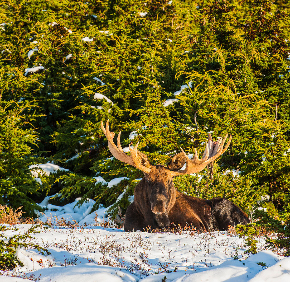 Ein Stier Elch liegt auf Schnee bedeckt Boden in der Nähe Powerline Pass in Chugach State Park, South Central Alaska, USA