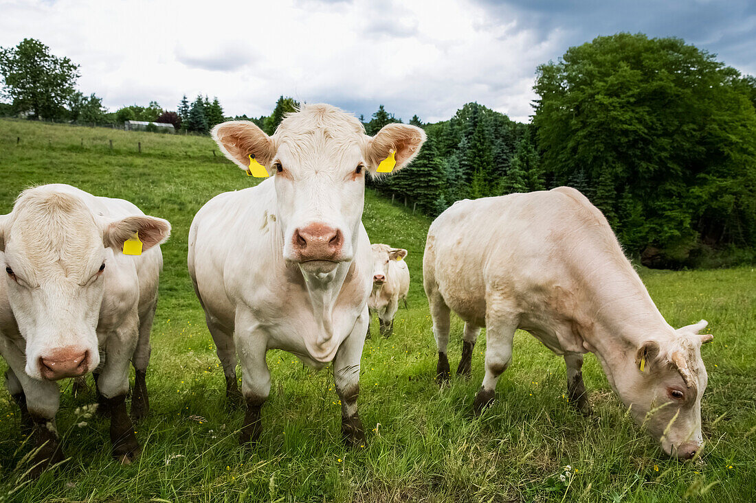 'Eine kleine Herde von weißen Kühen in einem hügeligen Grasfeld schaut quizzisch zur Kamera; Nordrhein, Westfalen, Deutschland'