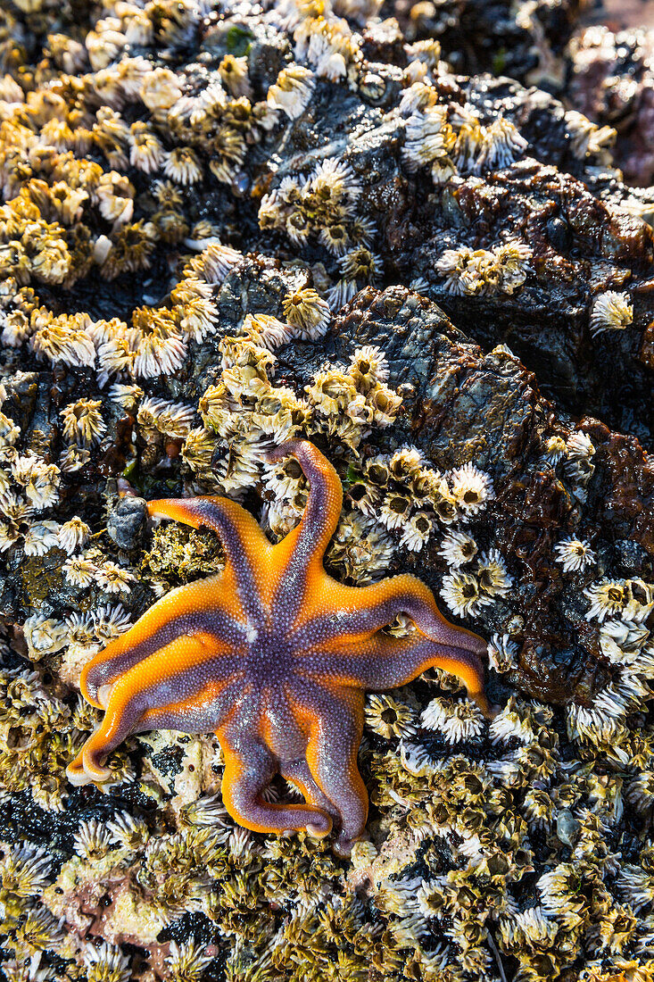 Detail view of a sea star in a tidal pool with barnacles, Hesketh Island, Homer, Southcentral Alaska, USA