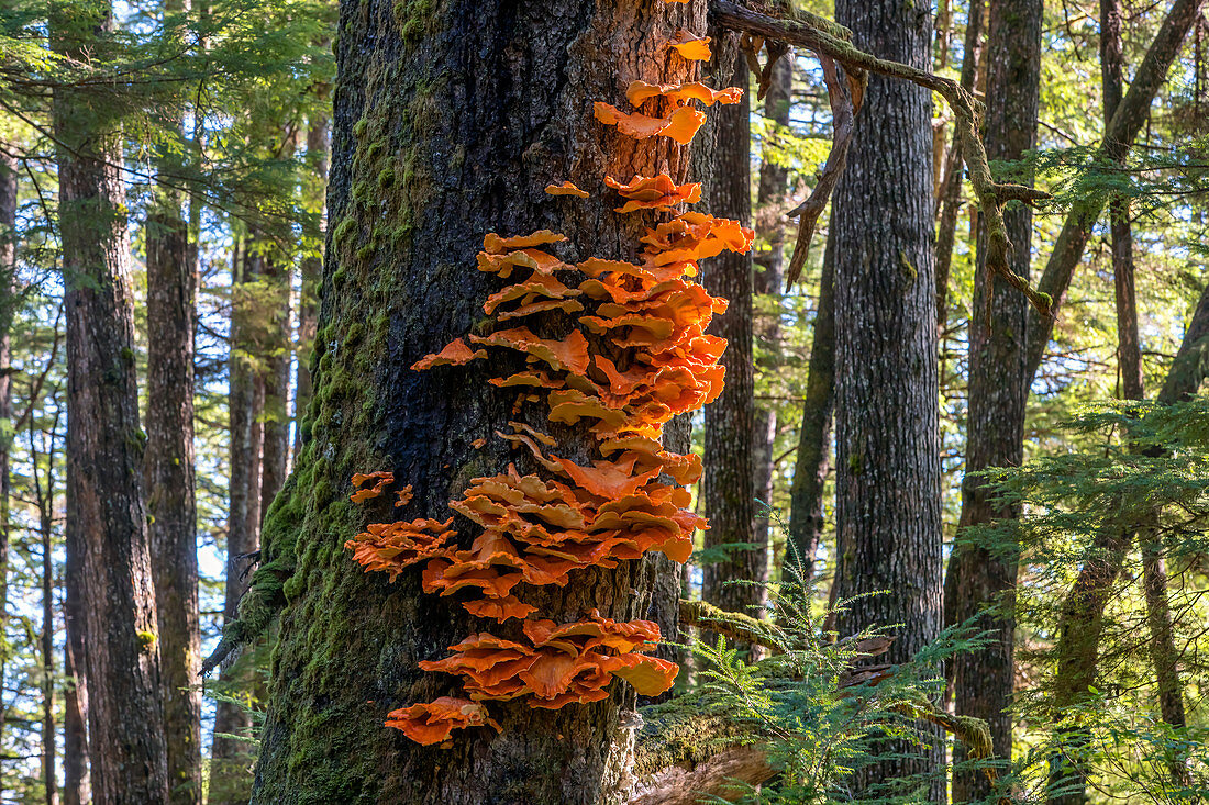 'Hühnerpilze wachsen auf dem Stamm eines Baumes in Tongass National Forest; Admiralty Island, Alaska, Vereinigte Staaten von Amerika'