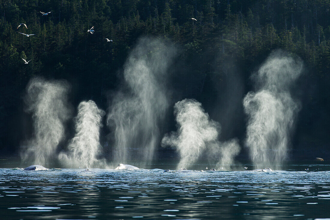 'Buckelwale (Megaptera novaeangliae) füttern entlang der Küstenlinie von Shelter Island, Inside Passage, in der Nähe von Juneau; Alaska, Vereinigte Staaten von Amerika'