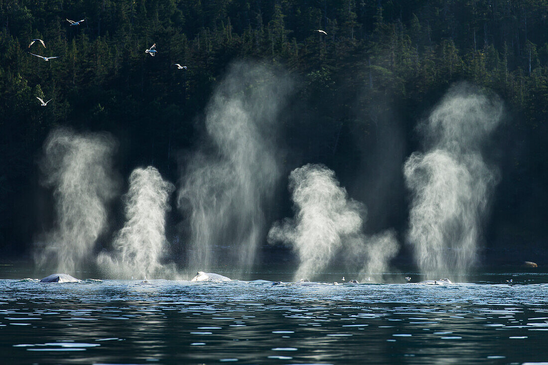 'Humpback Whales (Megaptera novaeangliae) feed along the shoreline of Shelter Island, Inside Passage, near Juneau; Alaska, United States of America'