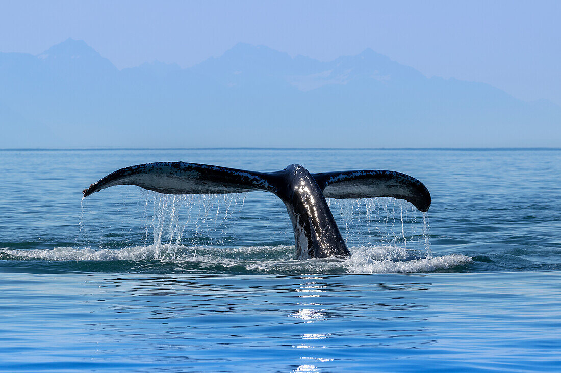 'Ein Buckelwal (Megaptera novaeangliae) hebt es an, wie es in die Tiefe zurückkehrt, um das ruhige Wasser der Inside Passage in der Nähe von Juneau zu füttern; Alaska, Vereinigte Staaten von Amerika'