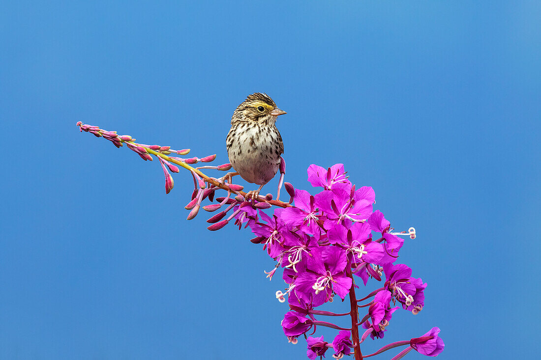 'A sparrow perches on the top of Fireweed (Chamerion angustifolium), Mendenhall Wetlands; Juneau, Alaska, United States of America'