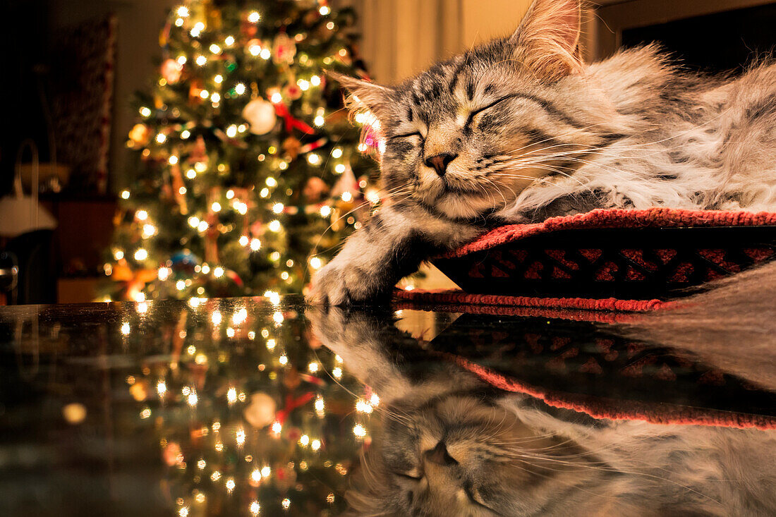 'Maine Coon cat sleeps in basket, reflecting with Christmas tree lights on granite kitchen counter; Anchorage, Alaska, United States of America'