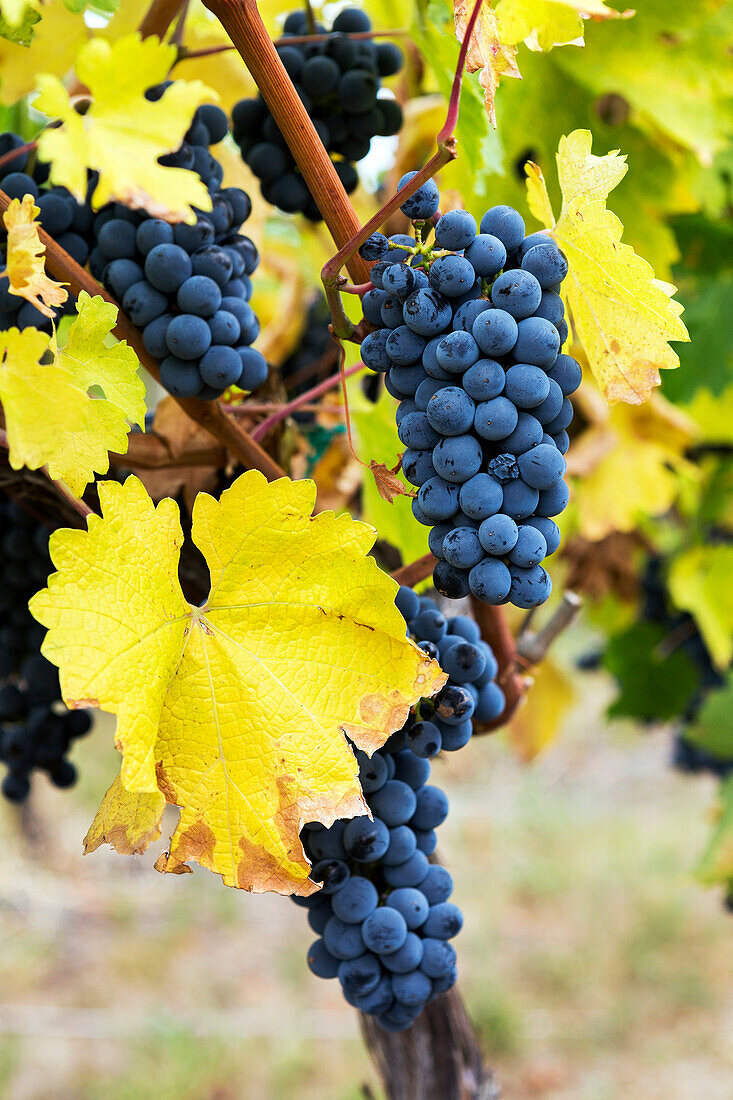 'Clusters of purple grapes hanging on the vine with yellowing leaves; Penticton, British Columbia, Canada'