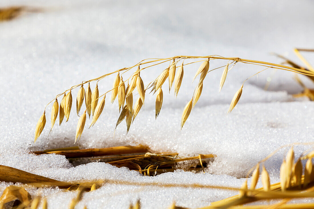 'Close up of oats hanging down with crusted snow on the ground; Alberta, Canada'