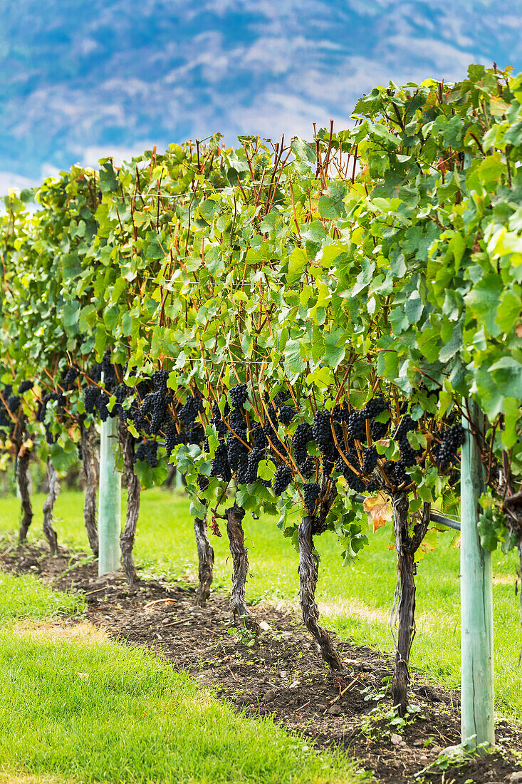 'A row of grape vines with bunches of dark purple grapes; Penticton, British Columbia, Canada'