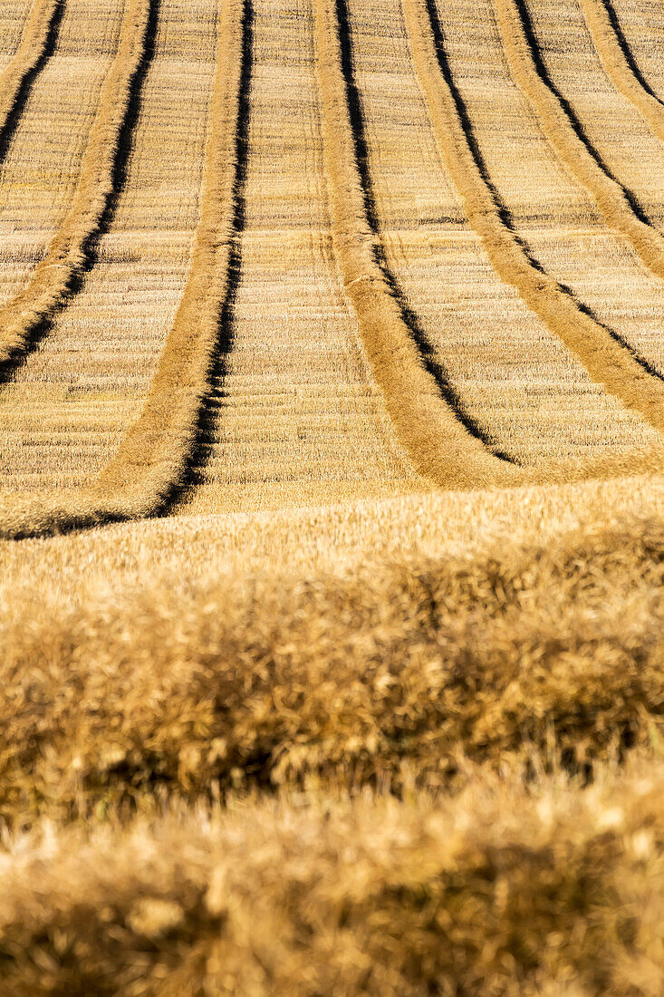 'Graphic close-up of rows of cut canola in a rolling field; Alberta, Canada'