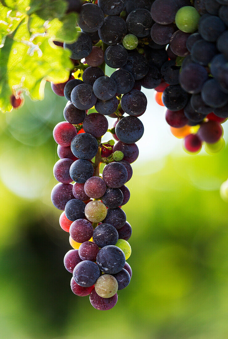 'Close-up von Clustern von dunklen unreifen purpurroten Trauben hängen von der Rebe; Vineland, Ontario, Kanada'