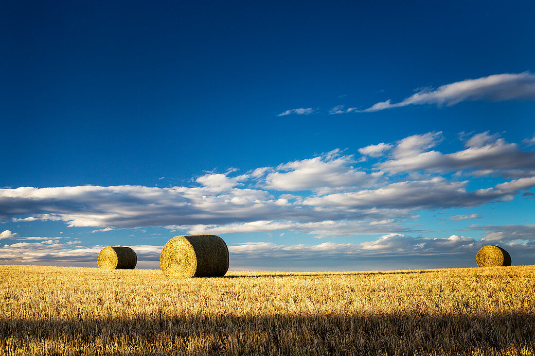 'Hay bales in a clear cut field highlighted by the sun with dramatic clouds and blue sky; Alberta, Canada'