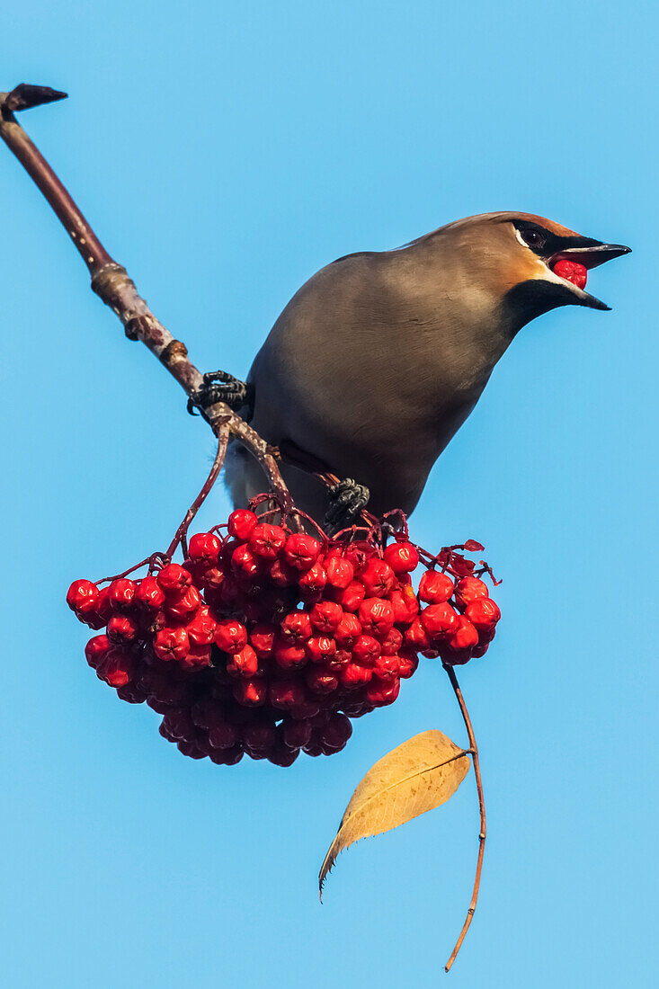 'Böhmisches Wachsen (Bombycilla garrulus) thront auf einem Berg Esche Baum essen rote Beeren gegen einen blauen Himmel; Anchorage, Alaska, Vereinigte Staaten von Amerika'