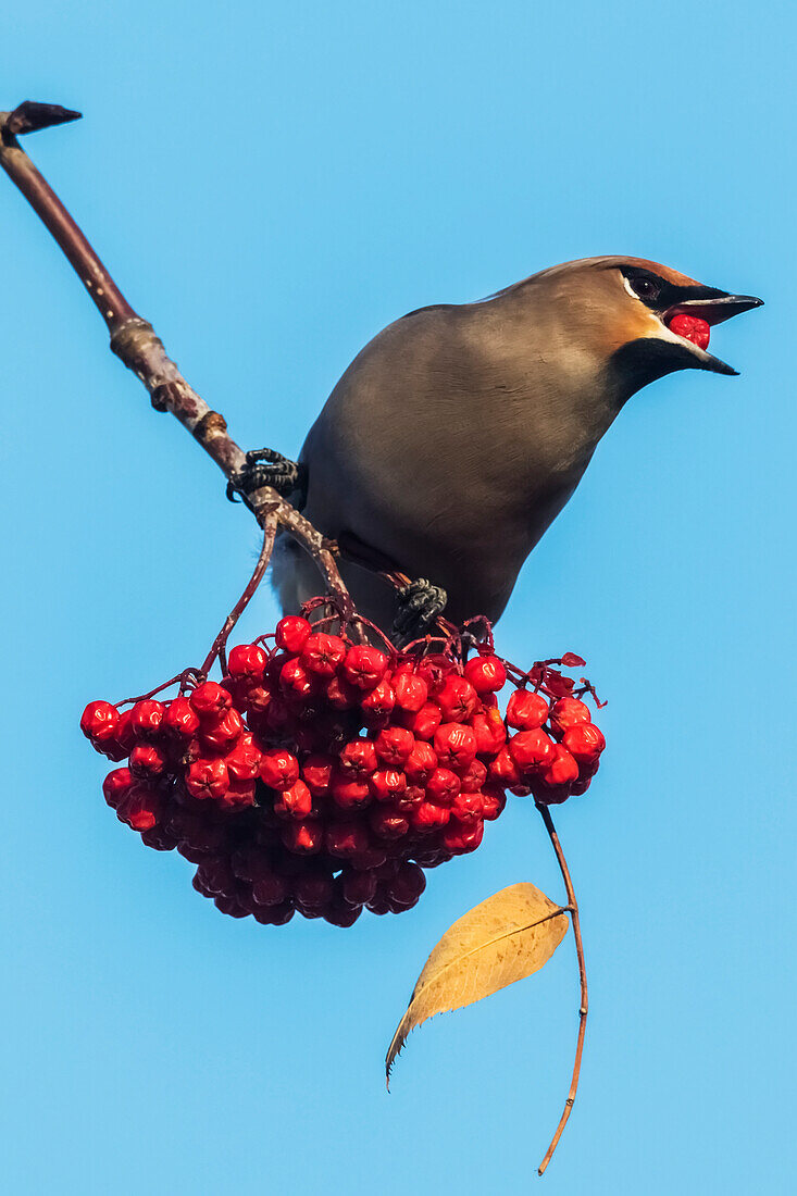 'Bohemian Waxing (Bombycilla garrulus) perched on a Mountain Ash tree eating red berries against a blue sky; Anchorage, Alaska, United States of America'