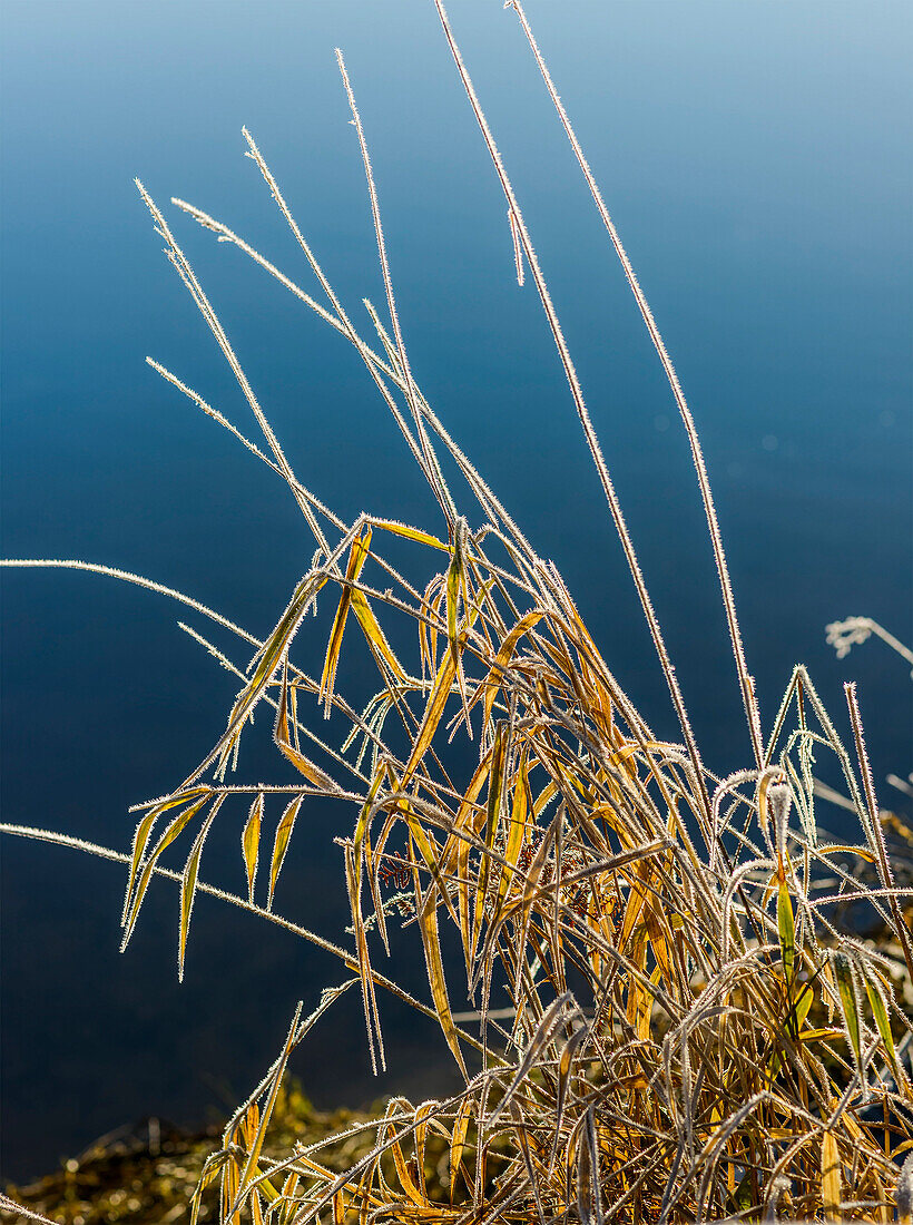 'Frost bildet sich auf dem Gras am Youngs River; Olney, Oregon, Vereinigte Staaten von Amerika'