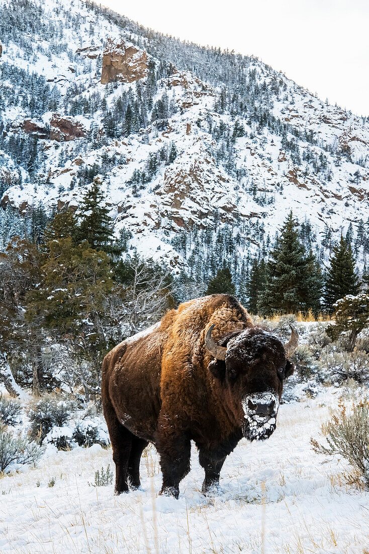 'American Bison (bison bison) with snow covered muzzle, Shoshone National Forest; Wyoming, United States of America'