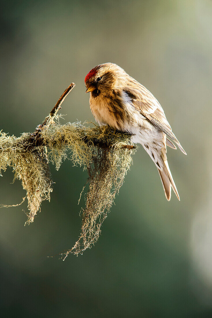 'Common Redpoll (Acanthis flammea) perched on lichen covered branch; Fairbanks, Alaska, United States of America'