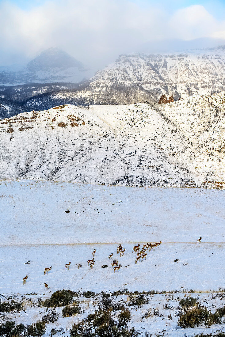 'Herde von Pronghorn Antilope (Antilocapra americana) überqueren schneebedeckte Wiese mit schroffen Moains im Hintergrund, Shoshone National Forest; Wyoming, Vereinigte Staaten von Amerika'
