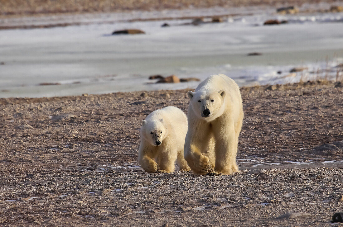 'Polar bear (ursus maritimus) and cub walking side by side on the shore; Churchill, Manitoba, Canada'