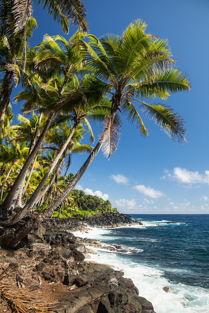 'Palm trees along the Puna coastline, near Kalapana; Island of Hawaii, Hawaii, United States of America'