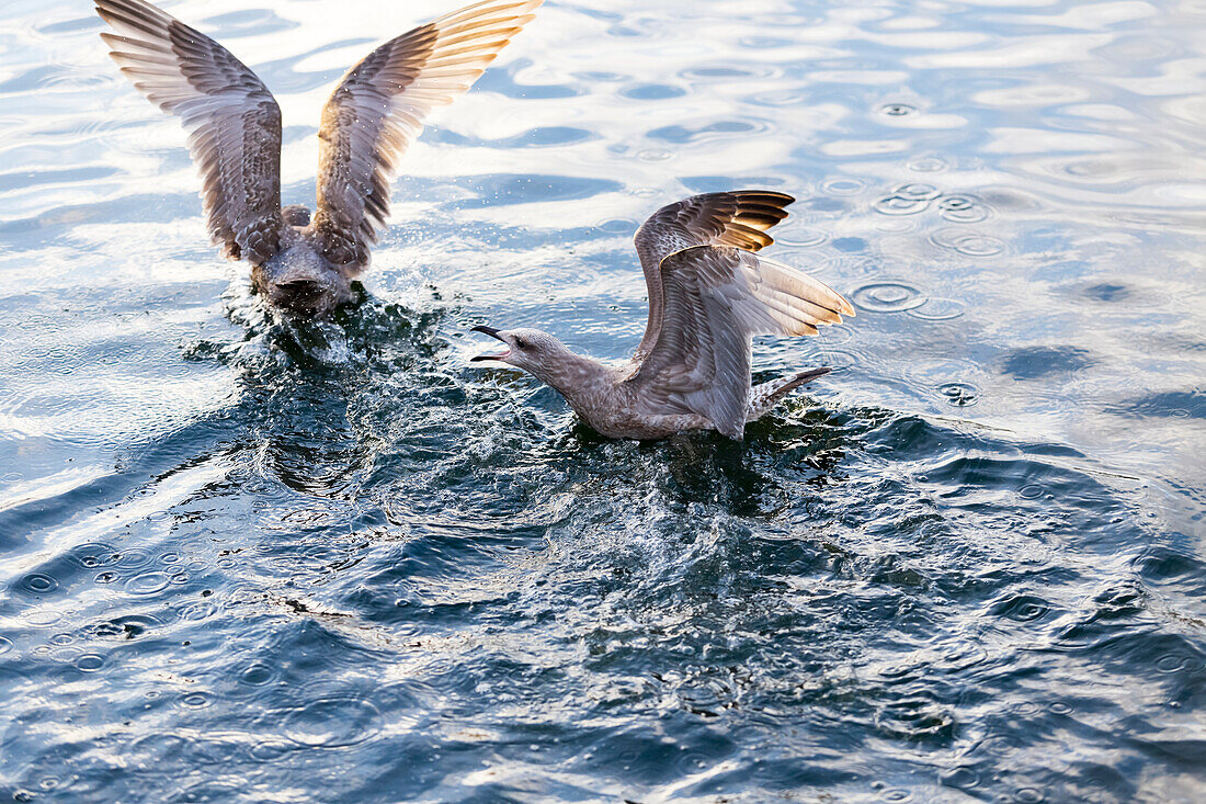 'Ein paar westliche Möwen (Larus occidentalis) kämpfen aggressiv über die Nahrung im Wasser, spritzen und kauen aneinander, bis man flieht; Vancouver, Britisch-Kolumbien, Kanada'