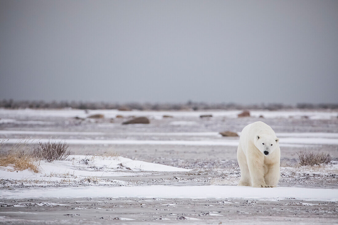 Polar bear along the coast of Hudson Bay waiting for the bay to freeze over, Manitoba, Canada