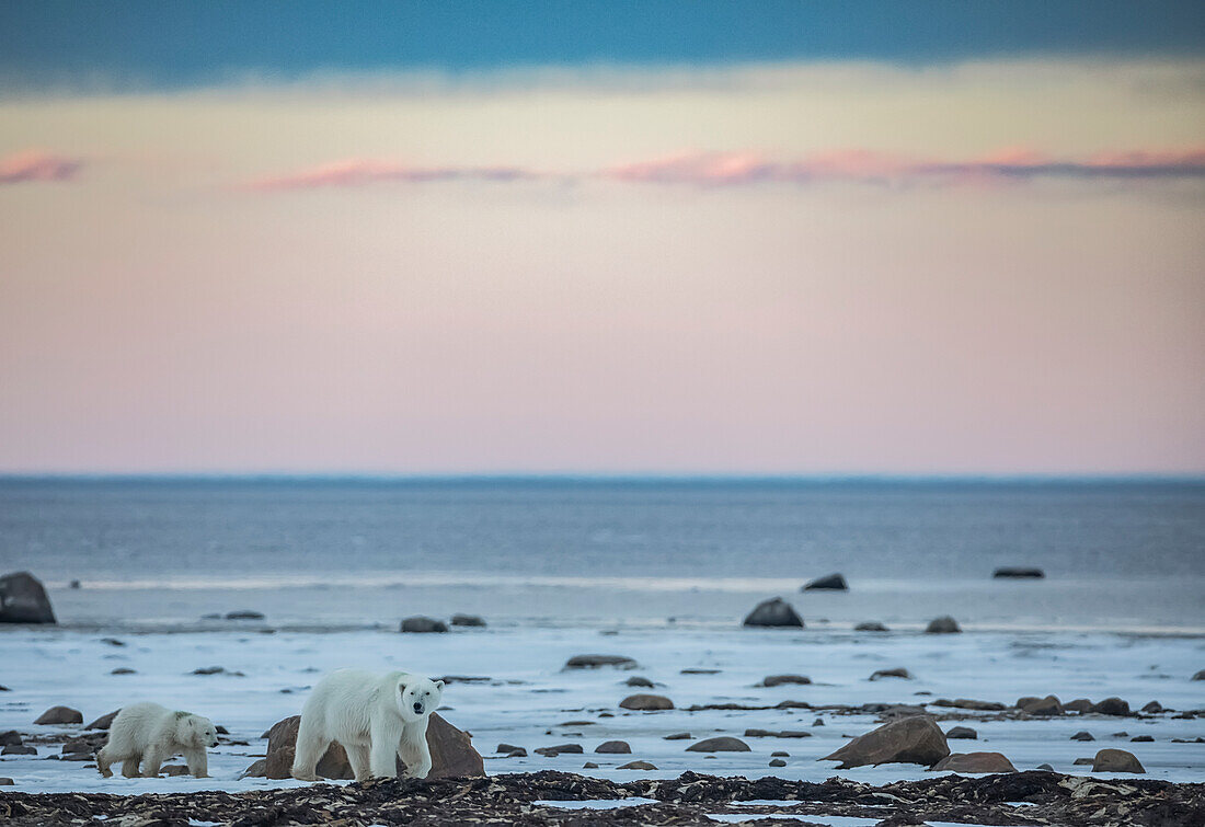 Eisbären an der Küste von Hudson Bay warten auf die Bucht zum Einfrieren, Manitoba, Kanada